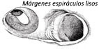 Torpedo nobiliana_01.jpg